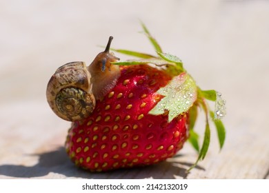 Little snail on top of red ripe mature strawberry berry on summer bright sunlight. Long dark shadows cause of straight sunbeams. Macro photo, close up