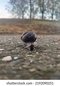 Little Snail Rolls Too Slow