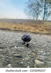 Little Snail Rolls Too Slow