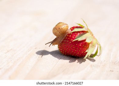 Little snail is sitting on red juicy mature strawberry on wooden background with copy space. Bright sunlight with long dark shadows