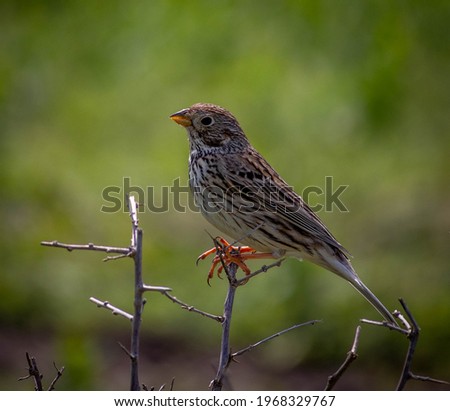 Singender Vogel Natur Tier