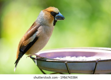 Little Songbird Sitting On A Bird Feeder. Hawfinch ( Coccothraustes Coccothraustes ). Summer Time