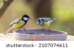 Little songbirds perching on a bird feeder. Great Tit and blue tit 