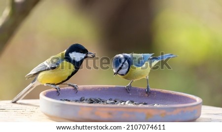 Little songbirds perching on a bird feeder. Great Tit and blue tit 