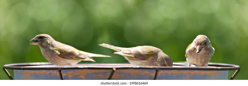 Little Songbirds Sitting On A Bird Feeder. The European Greenfinch (Chloris Chloris). Summer Time