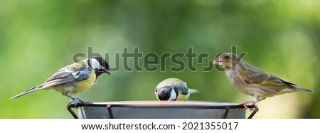 Little songbirds sitting on a bird feeder. Great Tit (Parus major) and european greenfinch (Chloris chloris). Summer time