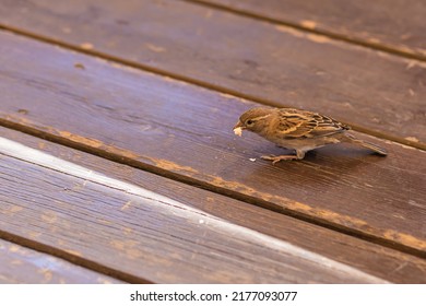 A Little Sparrow Pecks At Bread Crumbs From A Wooden Floor. Feed The Arriving Birds