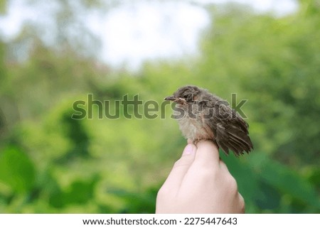 Little sparrow sitting on human's hand, taking care of birds, friendship, love nature and wildlife. Concept of nature of life.