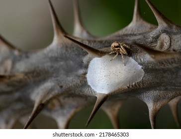 Little Spider On A Thorny Branch