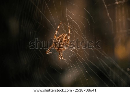 Little spider in a web