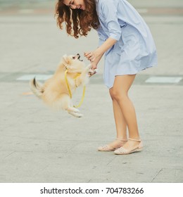 Little Spitz Dog Jumping To Get Treat In Hands Of His Owner