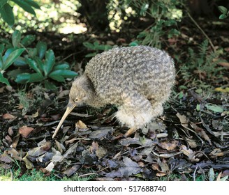 Little Spotted Kiwi.