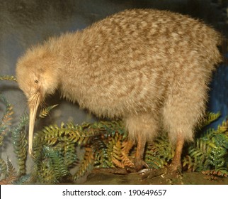 Little Spotted Kiwi, Apteryx Oweni, New Zealand