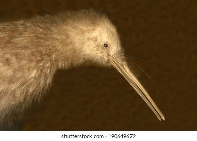 Little Spotted Kiwi, Apteryx Oweni, New Zealand