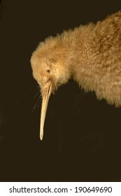 Little Spotted Kiwi, Apteryx Oweni, New Zealand