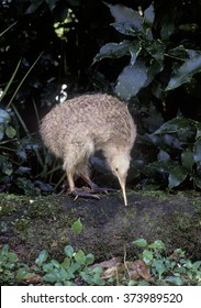  Little Spotted Kiwi, North Island New Zealand