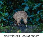 Little spotted kiwi on the north island of  New Zealand.