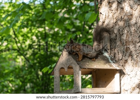 Little squirrel with arched back is looking away from us. It's balancing on wooden house-shaped feeder. Sunlight filters through green leaves, creating soft glow.