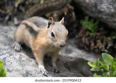 Little squirrel close up in nature - Powered by Shutterstock