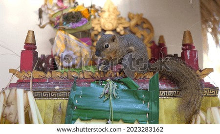 Little squirrel eating offerings at the Balinese offerings altar. Spiritual Balinese rituals 
