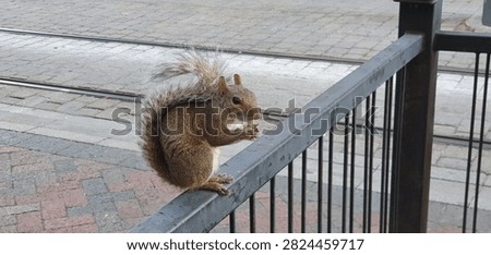 the little squirrel eats a peanut sitting on a handrail