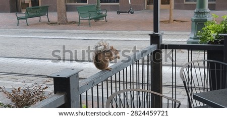 the little squirrel eats a peanut sitting on a handrail