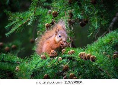 The little squirrel feasting high up in a tree