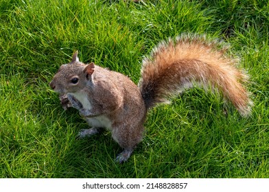 Little Squirrel With A Long Tail