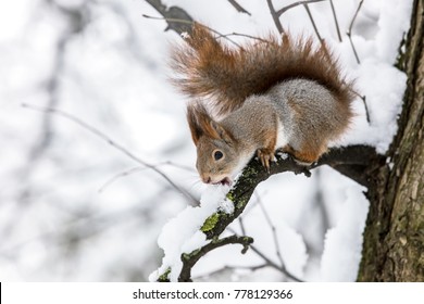 Little Squirrel Sitting On Tree Branch On Blurred Forest Background. Animals In Winter.