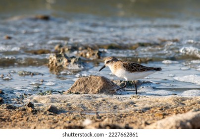 a Little Stint bird walking by the water - Shutterstock ID 2227662861
