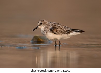 The little stint (Calidris minuta) (or Erolia minuta), is a very small wader. It breeds in arctic Europe and Asia, and is a long-distance migrant, wintering south to Africa and south Asia. - Shutterstock ID 1564381900
