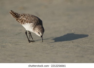 Little Stint feeding at Busaiteen coast of Bahrain - Shutterstock ID 2212256061