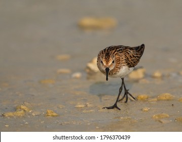 Little Stint feeding druing low tide at Busaiteen coast, Bahrain - Shutterstock ID 1796370439