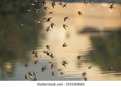 Little Stint flying with mirror image on water at Tubli bay, Bahrain - Shutterstock ID 1931504063
