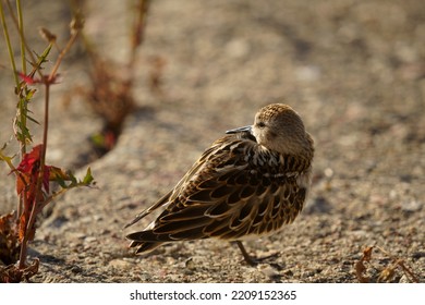 А little stint is resting on the shore. Close-up video. The little stint (Calidris minuta or Erolia minuta), is a very small wader. - Shutterstock ID 2209152365