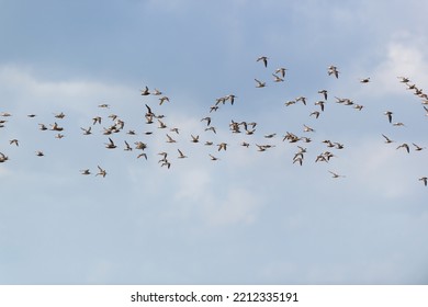 Little stints flying in the air - Shutterstock ID 2212335191