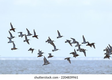 Little stints flying in swarm the air - Shutterstock ID 2204839961