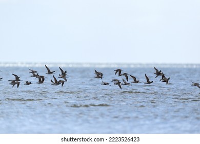 Little stints flying in swarm the air - Shutterstock ID 2223526423