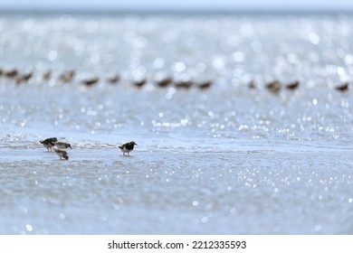Little stints and sandpipers standing in the sea - Shutterstock ID 2212335593