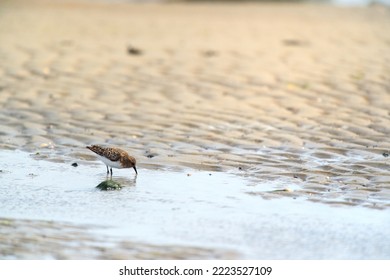 Little stints and sandpipers standing in the sea - Shutterstock ID 2223527109