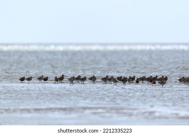 Little stints in the wadden sea in Holland - Shutterstock ID 2212335223
