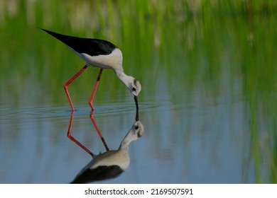 Little Stork Waterbird On The Lake.Wildlife Photography Themes.Europe Hungary,Velence Lake.2022.06.18.