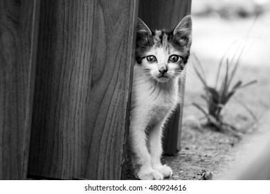 Little stray cat tricolor anxious looks around the street - Powered by Shutterstock