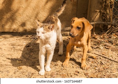 Little Stray Dog And Street Cat Playing On Ground