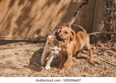 Little Stray Mongrel Dog And Young Street Cat Closeup As Friends