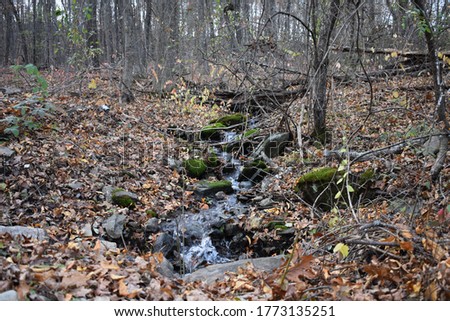 Little stream trickling through the woods