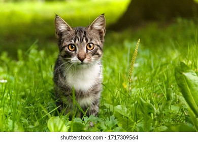 A little striped curious kitten is looking at the camera. Selective focus on the eyes.
