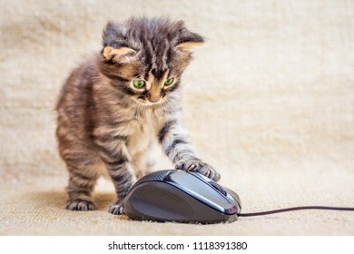 A little striped kitten is played with a computer mouse. A skilled computer specialist. Work in the office at the computer. Advertising of computer gadgets