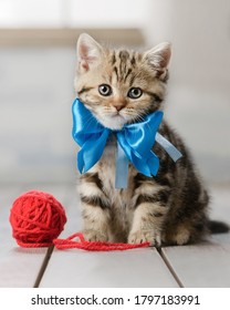 Little striped kitten playing with balls of yarn