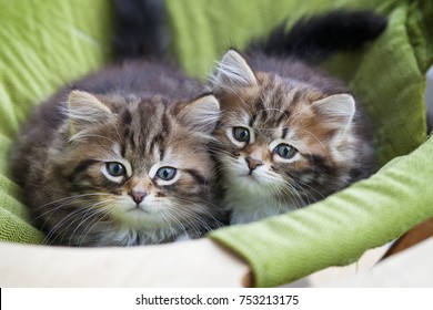 Little striped Siberian domestic kittens  sitting in a basket